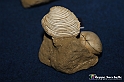 VBS_9555 - Museo Paleontologico - Asti